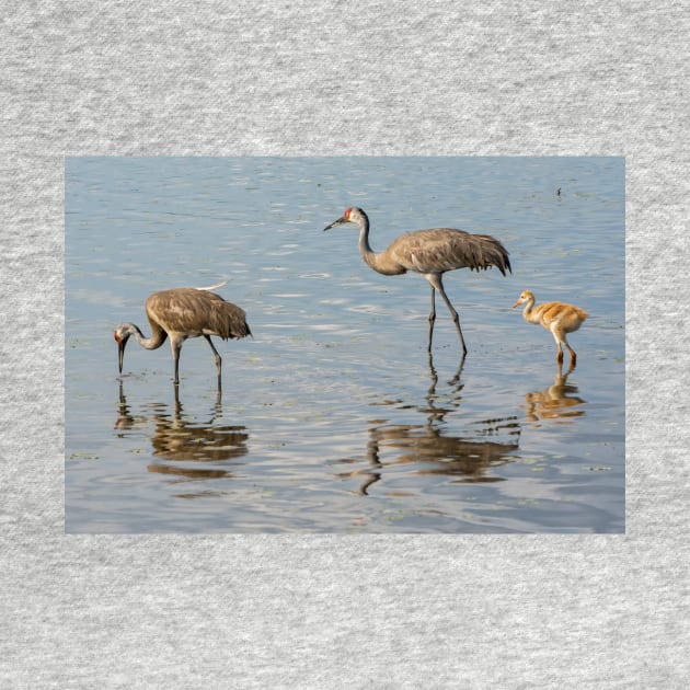 Sandhill crane family by joesaladino